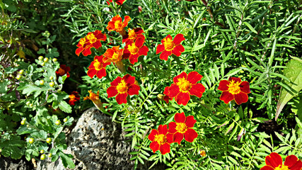 한국 제주도 메리골드, Marigold, 천수국, 만수국