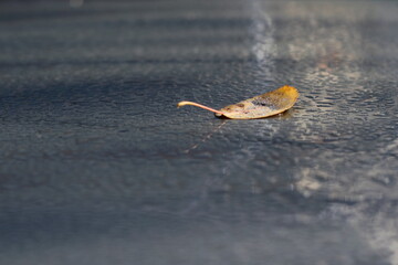Morning dew on the roof of the car and autumn leaf