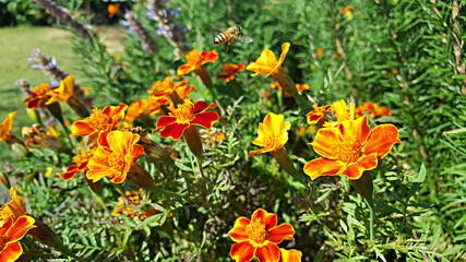 한국 제주도 메리골드, Marigold, 천수국, 만수국