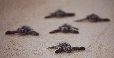 Green Sea Turtle Hatchlings