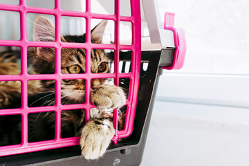 Chaton angora tigré dans une caisse de transport dans la salle d'attente du vétérinaire