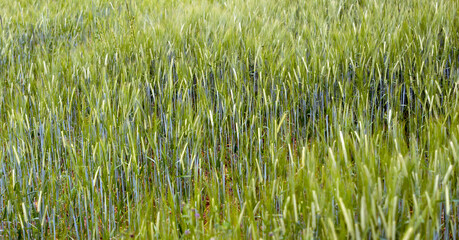 green and young barley field during sunset