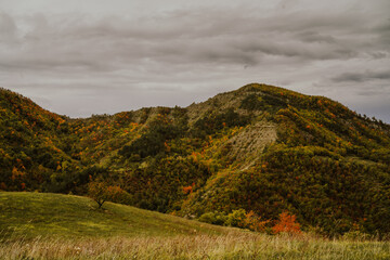 autumnal landscape in an Italian chestnut grove