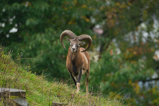 Nahaufnahme des europ&auml;ischen Mufflon