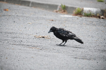 Faune urbaine , jeune corbeau sur la chaussée .