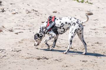 tracking dog sniffing a trail