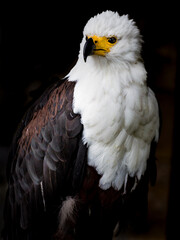 African fish Eagle in profile