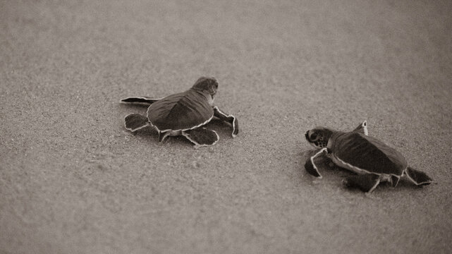 Green Sea Turtle Hatchlings