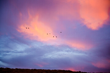 Dramatic sunrise, sunset pink purple sky with clouds background texture. A flock of migratory birds against the backdrop of a beautiful sky

