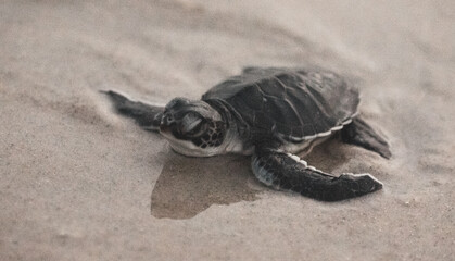 Green Sea Turtle Hatchlings