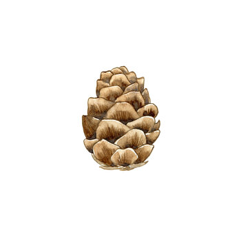 Watercolor pine or larch cone isolated on white. Hand drawn illustration of conifer tree part. Botanical element for chistmas decor, holiday design and packaging.