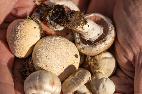 Man's hands showing a group of variated mushrooms, found among the forests near the small town of Luesia, in Aragon, Spain.