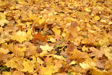 Herbstblätter