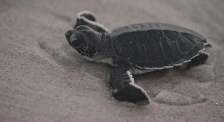 Green Sea Turtle Hatchlings