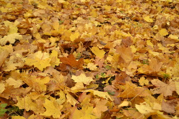 Herbstblätter