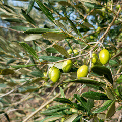 green olives