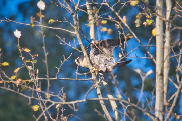 Nahaufnahme des Wanderfalken in der freien Wildbahn