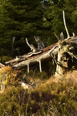 Waldlandschaft mit totem Baum