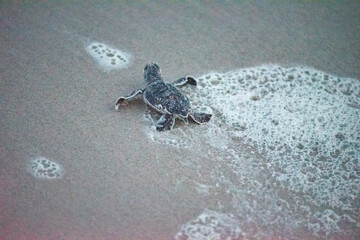 Green Sea Turtle Hatchlings