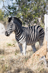 Fototapeta na wymiar Zebra pasturing in the African savannah, Moremi Game Reserve - Botswana