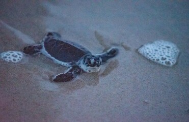 Green Sea Turtle Hatchlings
