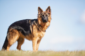 german shepherd
