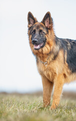 german shepherd