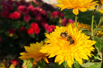 bee sit in center of bright yellow flower, picking up nectar. Autumn season, last opportunity to get nectar for bee.