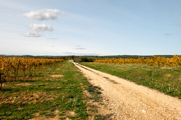 Fototapeta na wymiar path in the vineyards