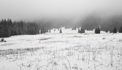 A snowstorm in Tatra Mountains, Poland. Low clouds over a spruce forest, withered grass and a thick layer of fluffy snow.