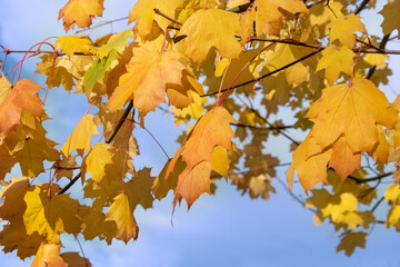 Naklejka na ściany i meble red and yellow maple leaves against blue sky