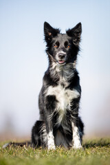 Border Collie