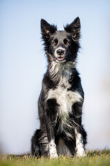 Border Collie