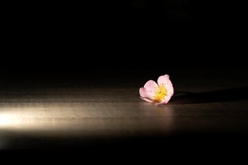 A portrait of a wild rose flower of a rosehip bush lying on a wooden table with a spotlight on it....
