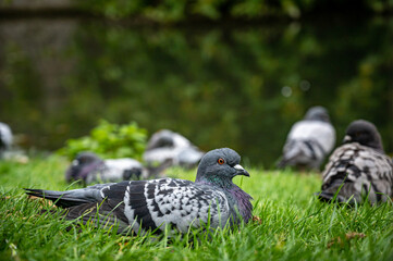 Flock of pigeons resting on grass, Wells, Somerset
