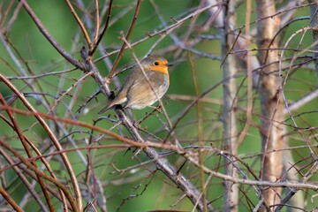 A portrait of a small robin bird in a tree sitting on a branch in between the branches. The redbreast is looking around.