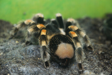 animaux musée histoire naturelle