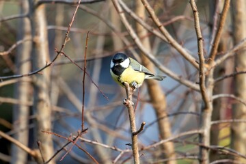 A portrait of a great tit sitting on the tip of a branch of a bush without leaves because of fall. The bird also known as parus major is sitting in front of a blurred background full of branches.