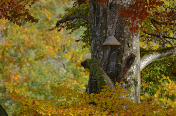 Herbststimmung im Buchenwald