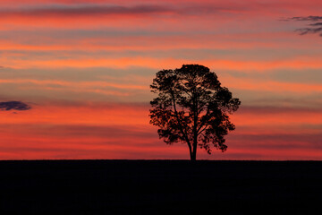 Silhouette of a tree during a pink sunset sky