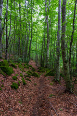 Solitary trail in a shaded green forest. Orecchiella Natural Reserve - San Romano in Garfagnana, Tuscany - Italy