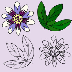 Hand-drawn passion flower and leaf. Color and outline version of vector illustration. Flower element