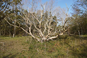 White, dead tree, partially barkless with twisting branches in the Dutch dunes in autumn. Netherlands, October 