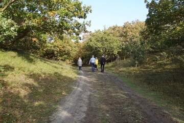Fototapeta premium People walk on the sandy path in the Dutch dunes between the low oaks in autumn. Netherlands, October 