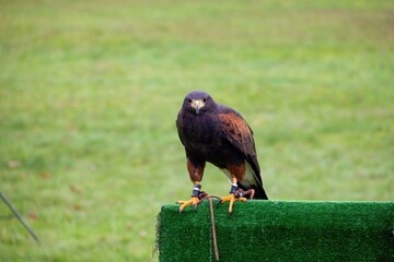 A portrait of a harris's hawk parched on a falconry prop during a falconry birdshow. The bird, also...