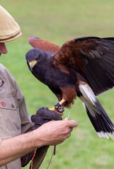 A portrait of a desert or harris's hawk sitting on a falconers glove hand with its wings wide open....