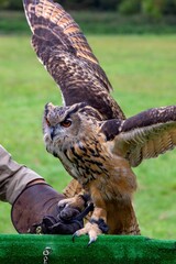A portrait of a Eurasian eagle-owl being put back on a birdshow prop by a falconer. The falconer is...