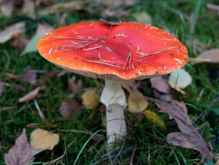 Ein Fliegenpilz im Wald
