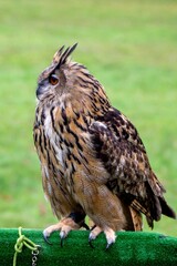 A closeup portrait of a Eurasian eagle-owl sitting perched on a falconry birdshow prop after flying around a bit. The owl has colorful feathers and fluffy horns on its head.