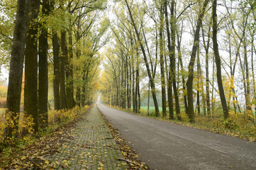 road in the woods